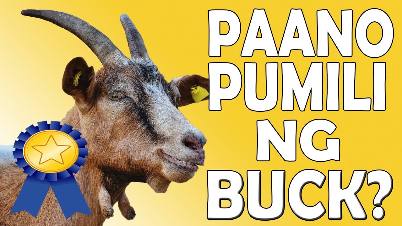 PAANO PUMILI NG BUCK