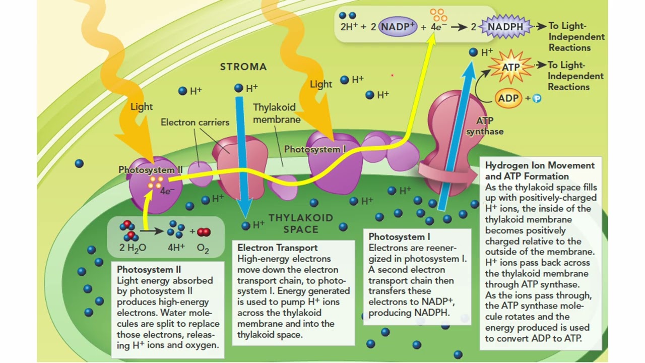 The Process of Photosynthesis
