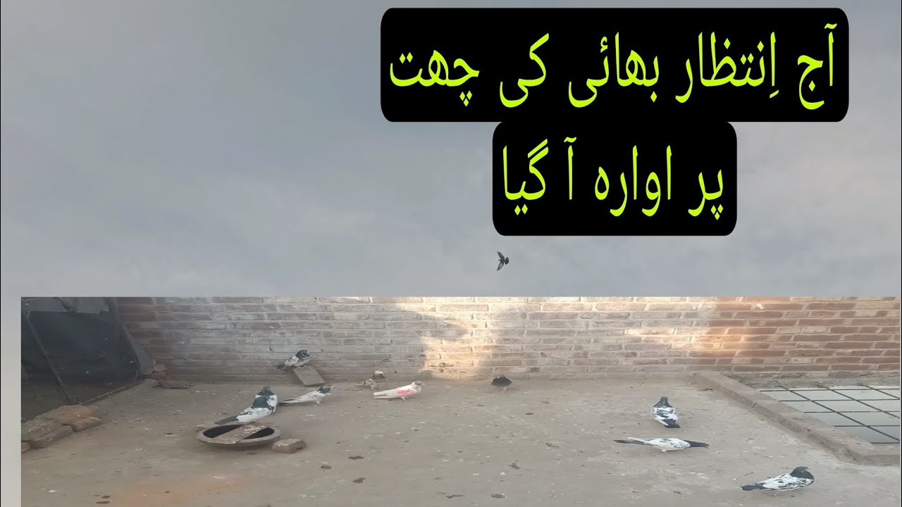 آج اِنتظار بھائی کے کبوتروں کا شوق کیا اور ساتھ اواره بچّے کا شغل دیکھا 😜😜