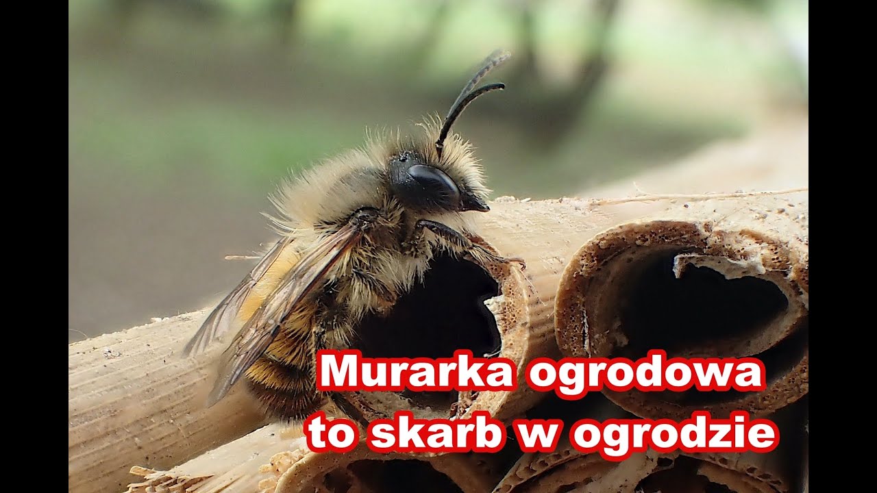 Murarka ogrodowa i inne pszczoły samotnice - kwiecień w naszym sadzie