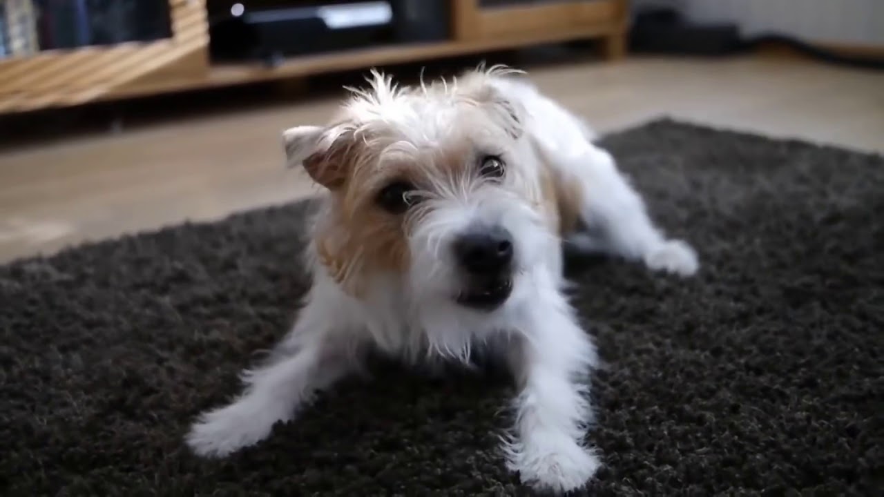 Video cani divertenti prova a non ridere cane che abbaia asmr