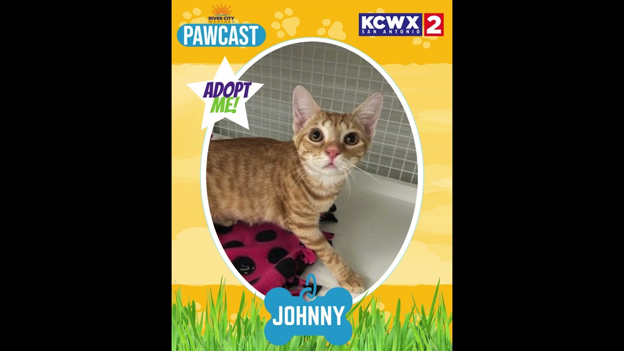 🐾 PAWCAST Weekly Pet Spotlight | Sept 1&ndash;5, 2025 | KCWX2 News