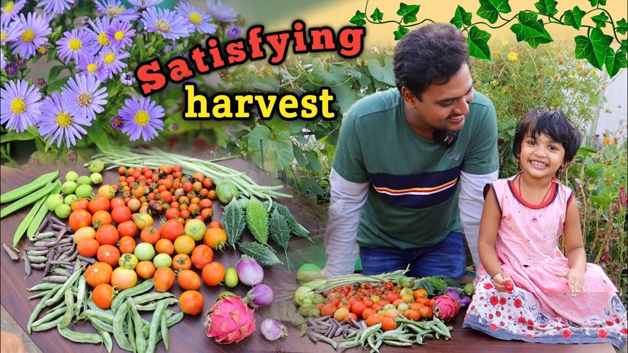Happiness is harvesting ఆర్గానిక్ కూరగాయలు పండ్లు #dragon #strawberry #apple