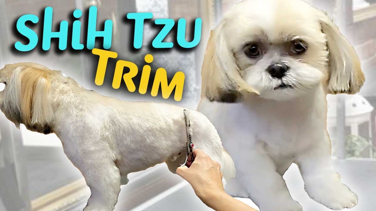 НОВЫЙ СПОСОБ УХОДА ЗА ШИ-ТЦУ: ПОШАГОВАЯ ИНСТРУКЦИЯ