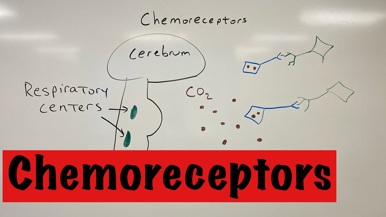 Chemoreceptors.
