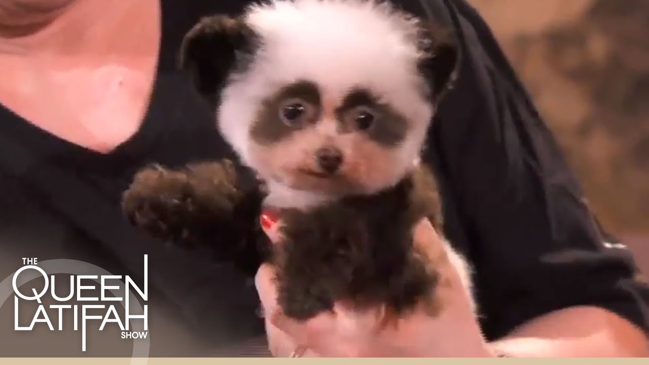 Angela Kumpe's Extreme Dog Grooming