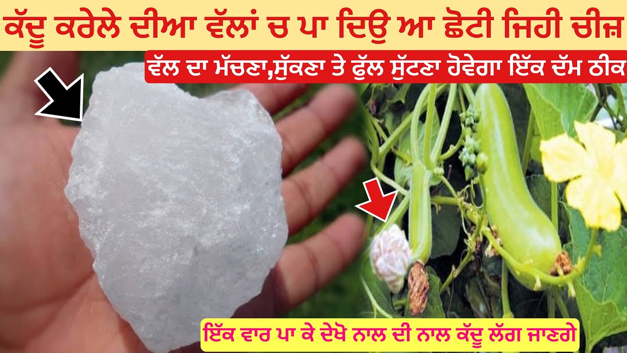 Kaddu ki kheti | organic farming | ਕੱਦੂ ਕਰੇਲੇ ਦੀਆ ਵੇਲਾਂ ਦਾ ਮੱਚਣਾ,ਸੁੱਕਣਾ ਤੇ ਫੁੱਲ ਦਾ ਡਿਗਣਾ ਇੱਕ ਦਮ ਠੀਕ