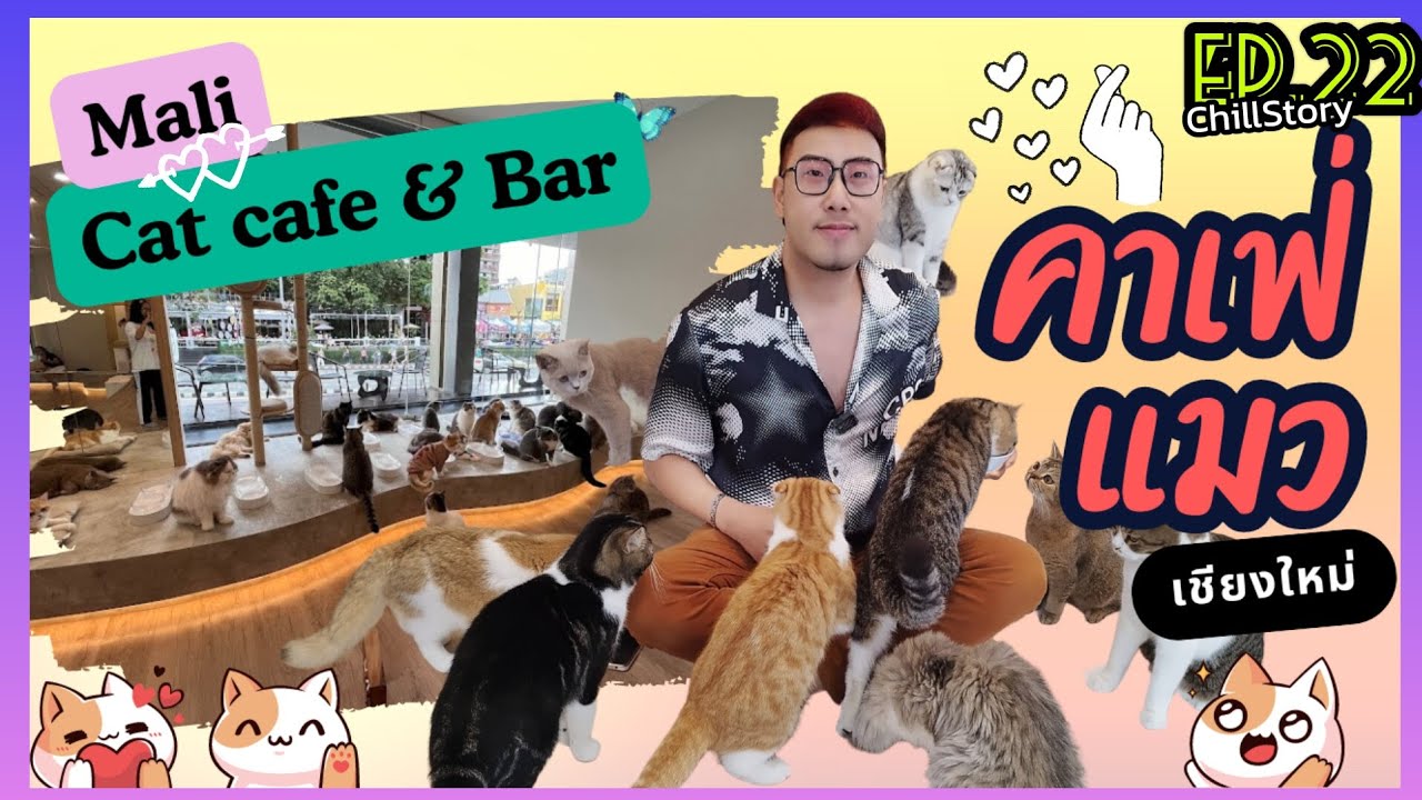 คาเฟ่แมว เชียงใหม่ (Mali Cat Cafe)จัดจ้านย่านนิมมานต์ กับแมวสุดคิ้วท์กว่า50ชีวิต | Chill Story EP.22