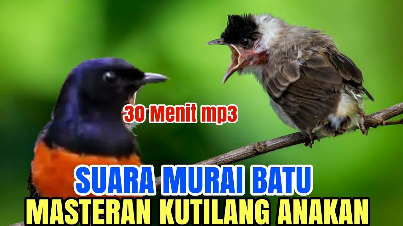 Kutilang isian - cocok buat masteran kutilang bahan SUARA MURAI BATU