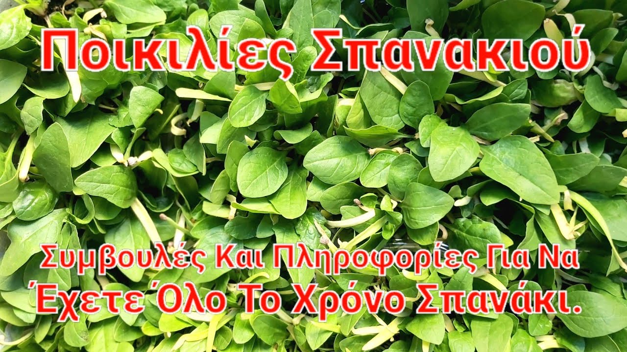Ποικιλίες Σπανακιού: Συμβουλές & Πληροφορίες Για Να Το Έχετε Όλο Το Χρόνο Σπανάκι Στο Κήπο Σας.