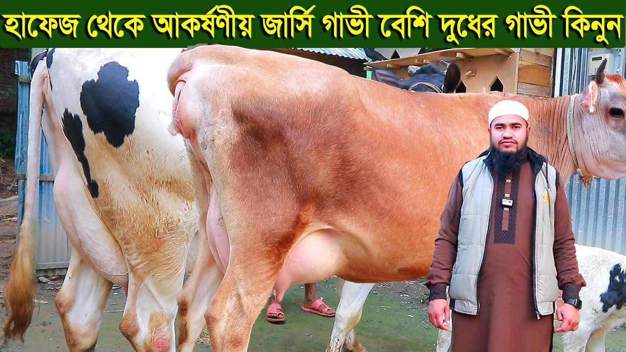 হাফেজ সাহেব  থেকে আকর্ষণীয় জার্সি গাভী সহ বেশি দুধের গাভী কিনুন dairy farm