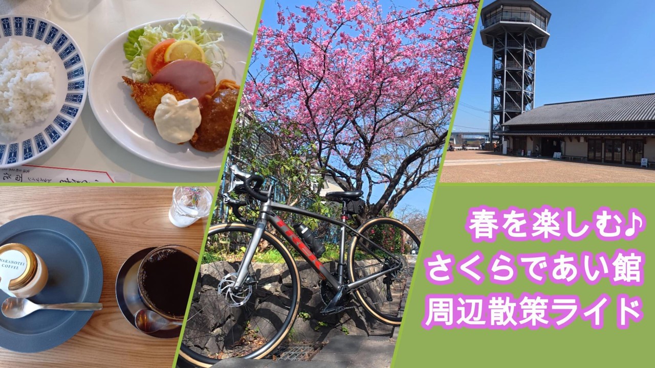 【淀・河津桜】今週いっぱいまで楽しめそうです！さくらであい館からすぐ！