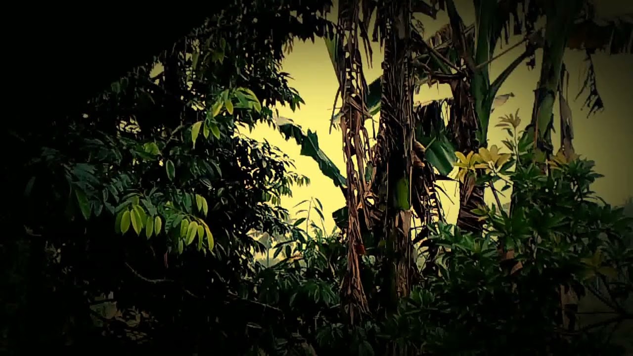 Deep Sleep Rain Sounds for Better Sleep & Insomnia Relief || SeelpSphere Audio #rain #rainsounds 