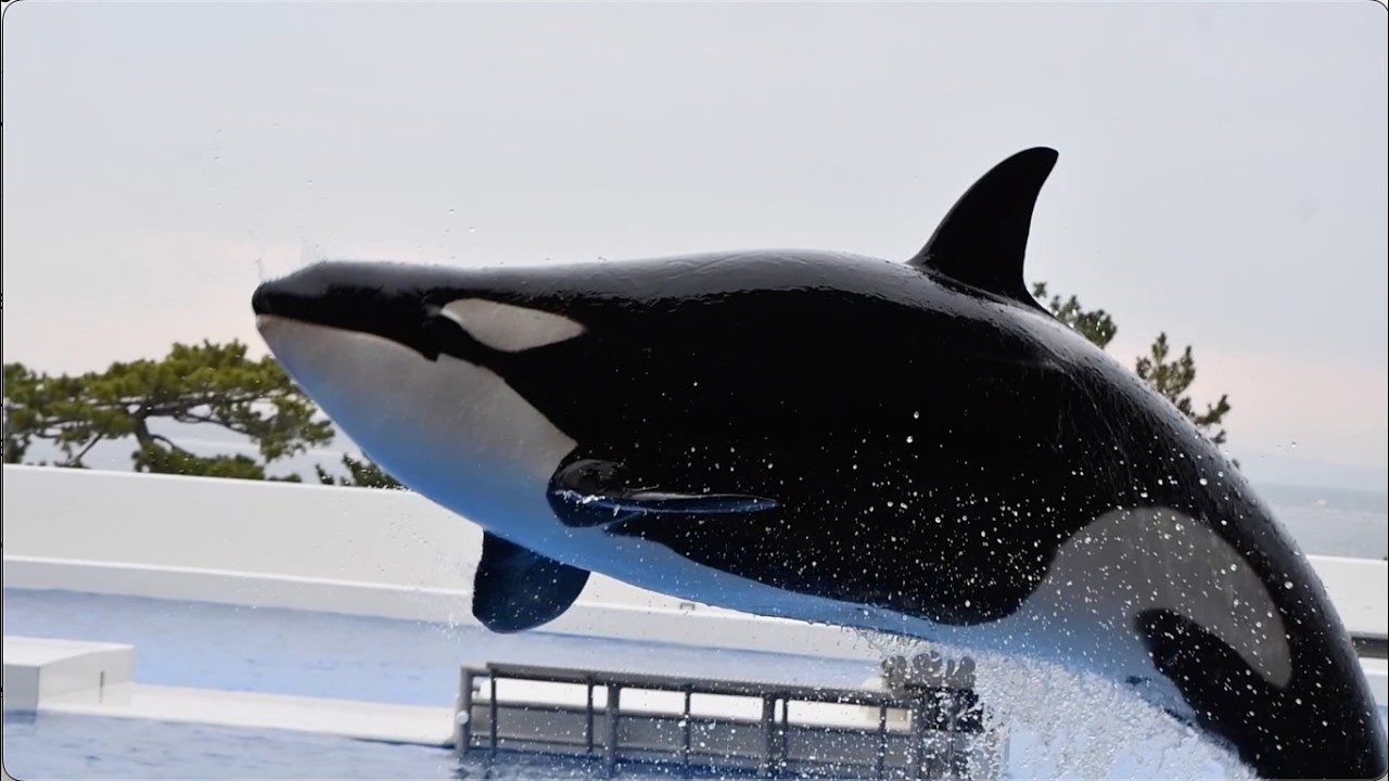 Orca Performance - Kobe Suma SeaWorld - March 8, 2025