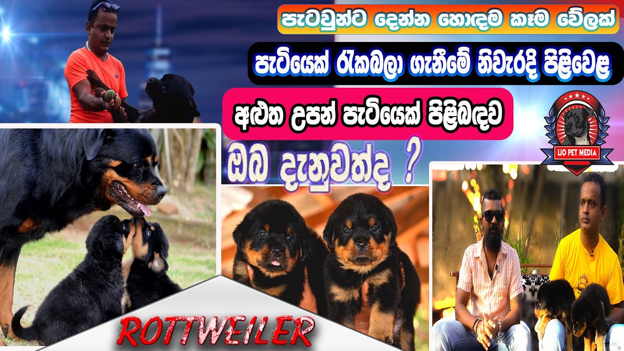 Rottweiler Puppy. Rottweiler  අනිවාර්යයෙන්ම අළුත උපන් පැටියෙක් පිළිබඳව ඔබ දැනුවත්ද