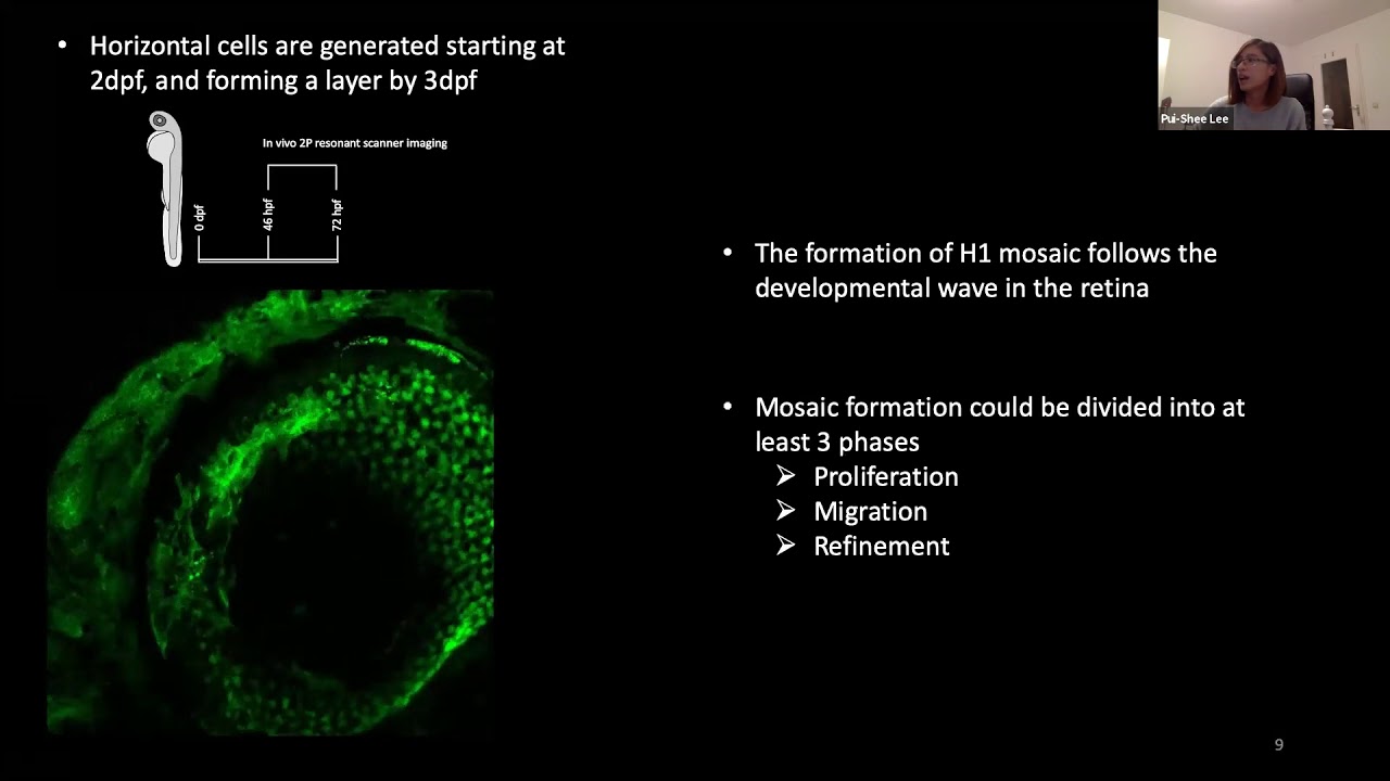 Talk: Investigating the formation and maintenance of a horizontal cell mosaic in the zebrafish reti&hellip;