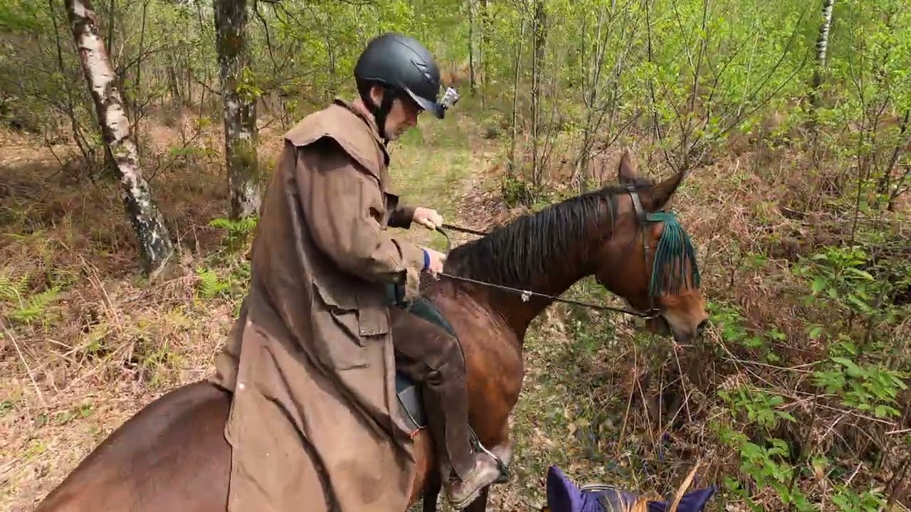 Lovely trot and canter up through the woods ....