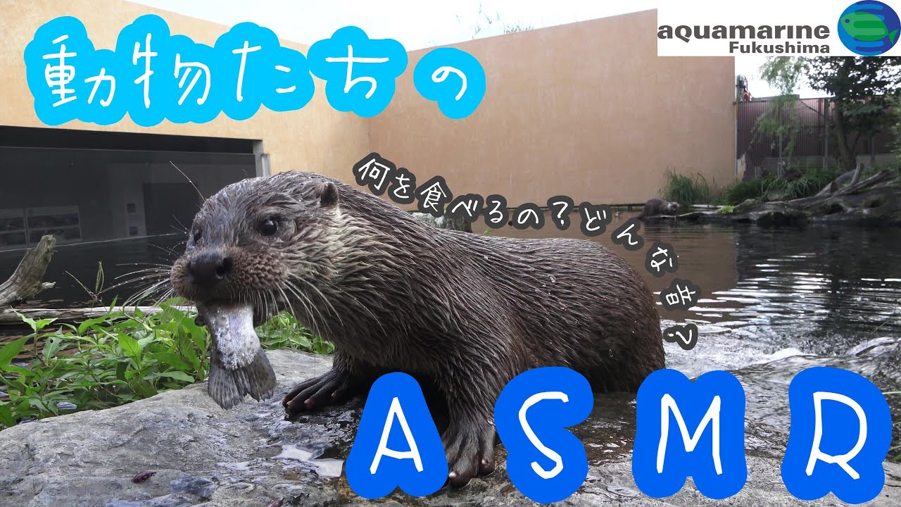 【ASMR】動物たちの咀嚼音集  《カワウソ・タヌキ・アナグマ・フェネック》