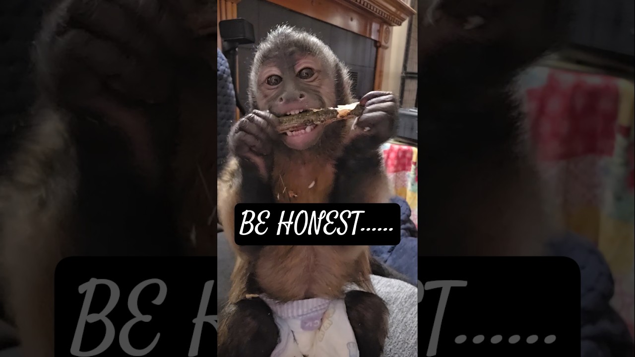 Почему самые грязные вещи ВСЕГДА самые весёлые? 😂❤️ 🐒💥 #fyp #lulabelle #messy