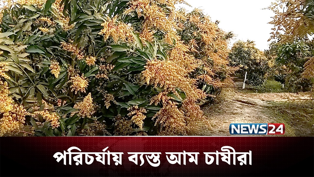 গাছের পরিচর্যায় ব্যস্ত চাপাইনবাবগঞ্জের আম চাষীরা | News24