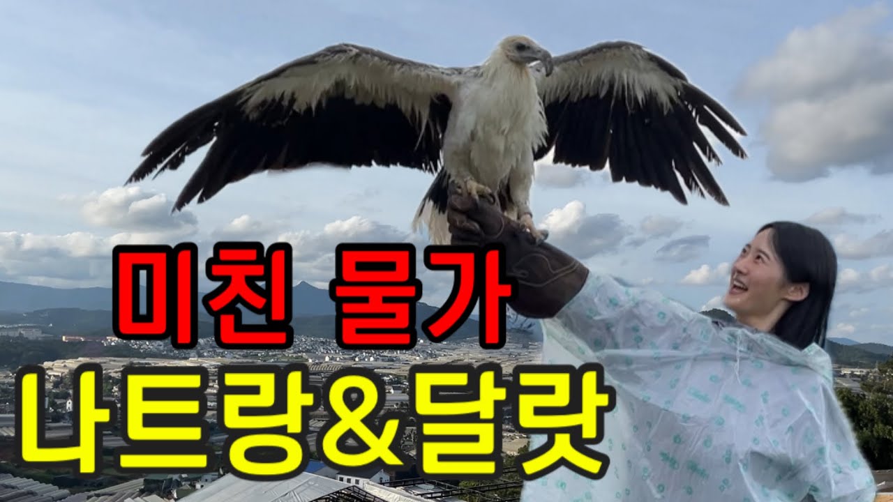 [ep12]추석여행 나트랑,달랏 패키지 여행 후기 (라다랏호텔, 리갈이어호텔, 나트랑시내, 달랏시내,나트랑패키지 여행,비엣젯,나트랑 침향...?)