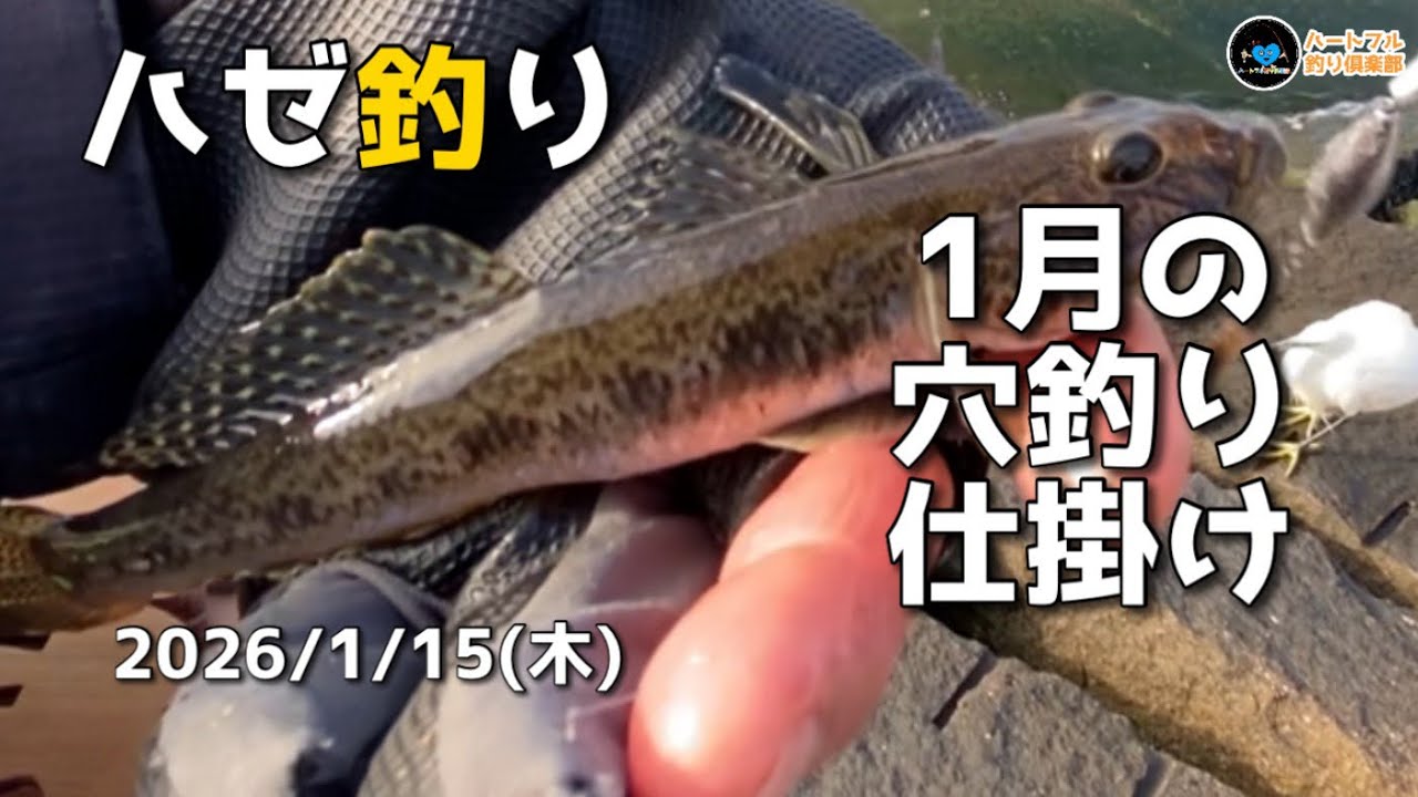 【ハゼ釣り】1月の穴釣り仕掛け2026年1月15日