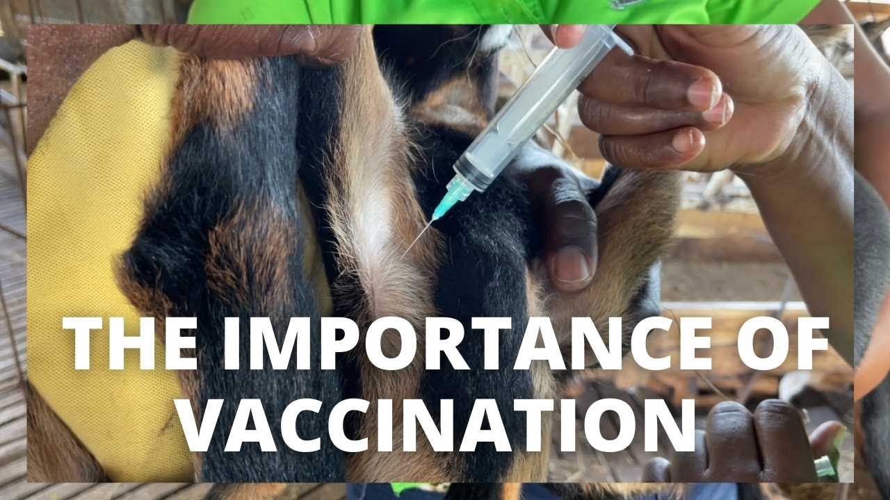 ВАКЦИНАЦИЯ КОЗЛЯТ || СОВЕТЫ ПО РАЗВЕДЕНИЮ КОЗ НА ЯМАЙКЕ