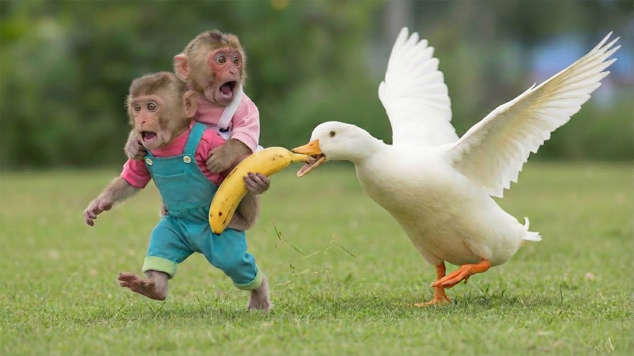 Run Fast, Bon! Mother Duck Blocks the Road and Steals Monkey Moon&rsquo;s Bananas