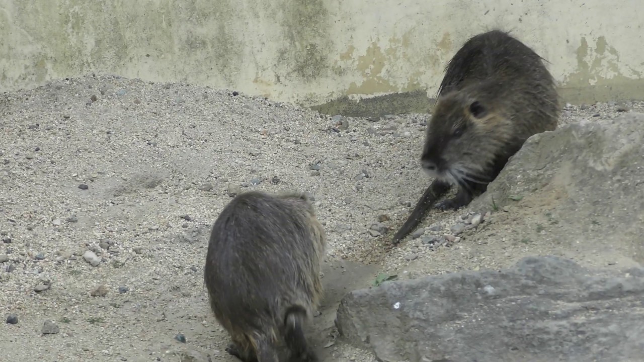 ヌートリア (天王寺動物園) 2019年1月12日