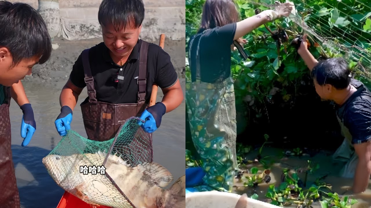 花6000元在莲子甲鱼塘里下6个地笼，没想到里面竟然这么多？
