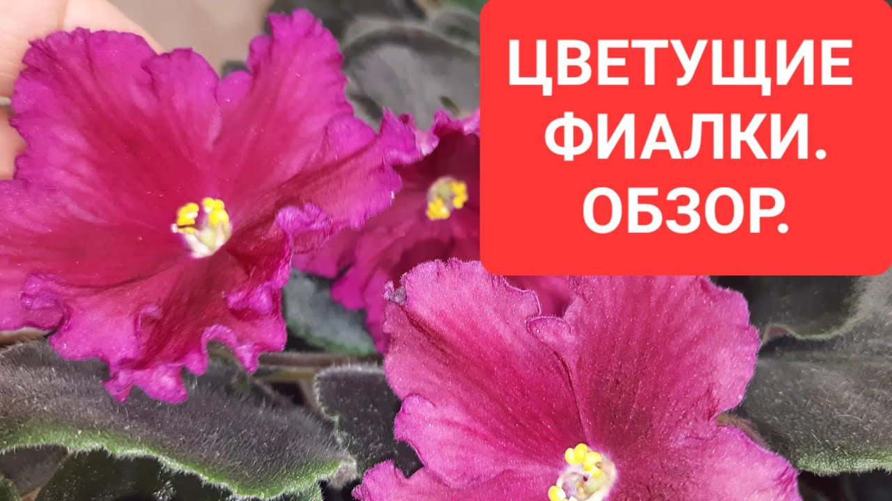 Цветущие фиалки.Открываю сезон 2023.Обзор.