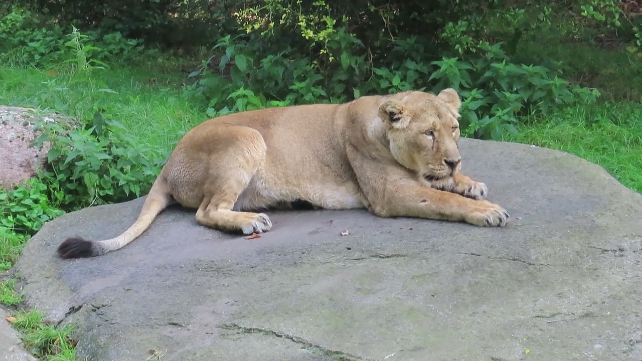 Leeuwin Lalana is boos op haar veel jonger vriendje Wishu.