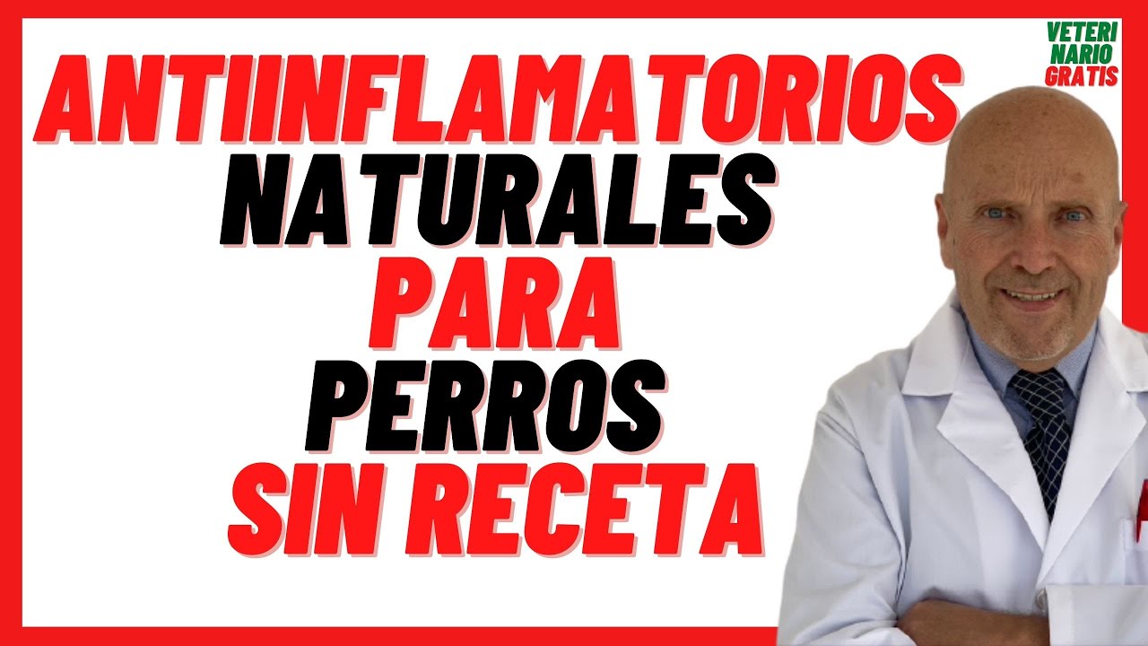 🟠 Mejor Antiinflamatorio para Perros Casero 🟠 Antiinflamatorios Naturales Para perros sin Receta