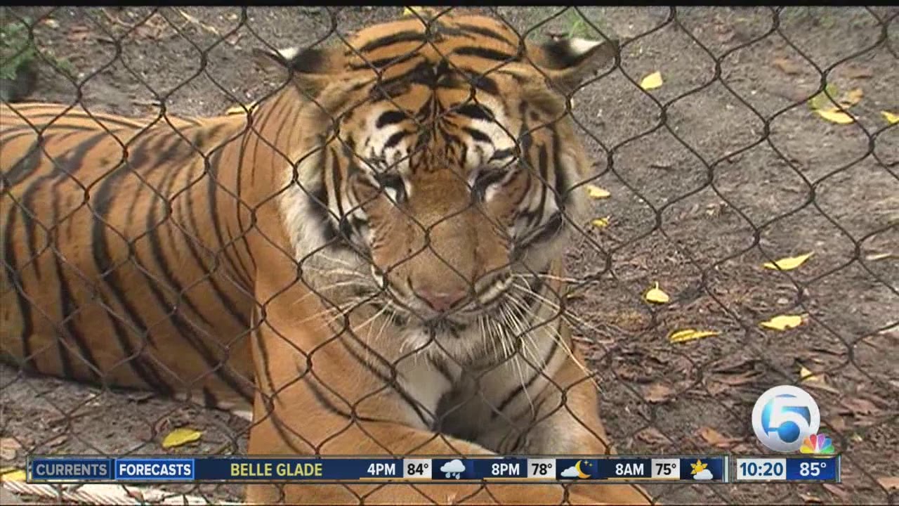 Meet 'Mata' - the Malayan tiger at the Palm Beach Zoo