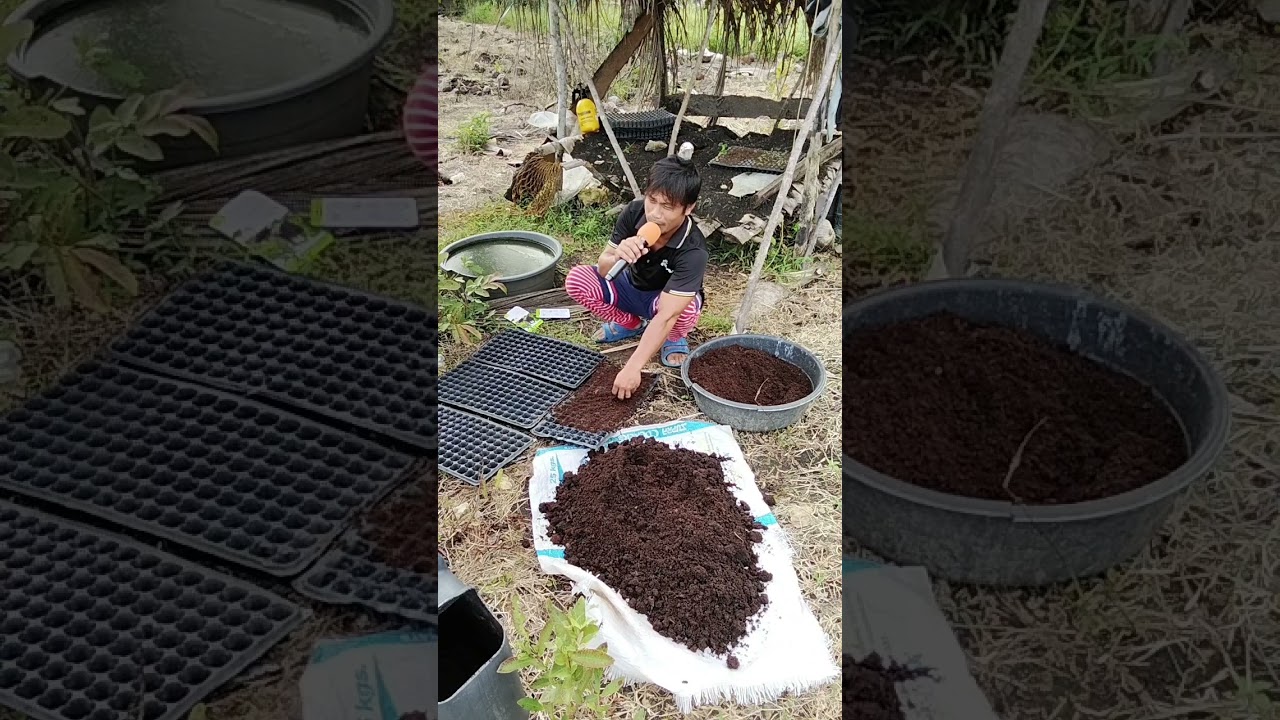Tips para ito sa baguhan gusto matutunan ang pag punla ng buto ng talong