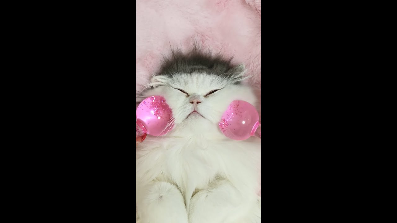 ASMR Cat Spa No Talking   Intense Ear Cleaning, Face Massage & Paw Wash Triggers 4K (E21)