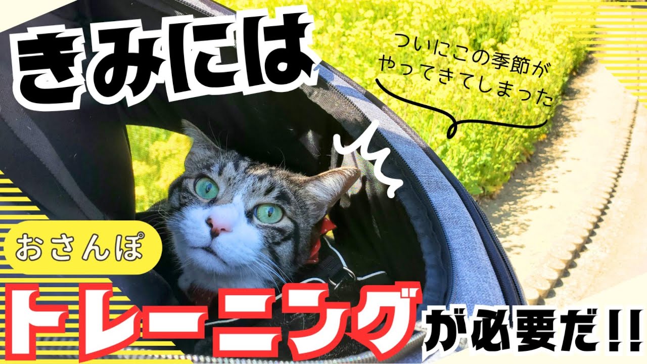 久しぶりにおでけけしてみた猫