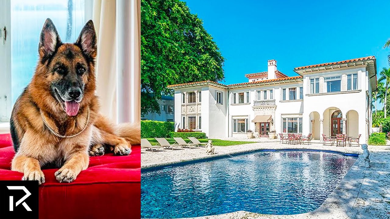 This Dog Owns A $30 Million Miami Villa