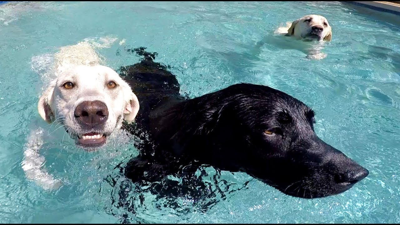 Swimming With My Dogs!