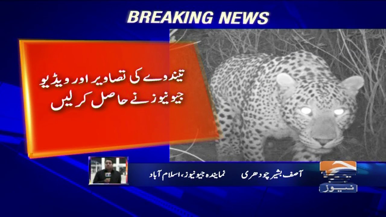Islamabad ke Margalla Hills National Park mein Taindvey ki maojudgi...!!
