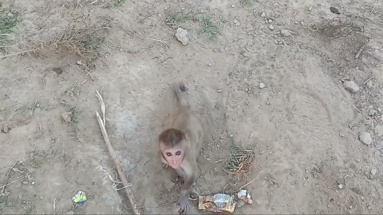 Monkey 🐒 Playing With Dog 🐕  | Bandar ki video | Bandar or kutte ki funny video 