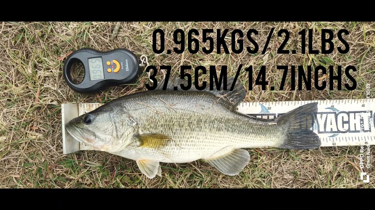Bass Fishing At Albert Falls Dam (South Africa) 16/08/2025