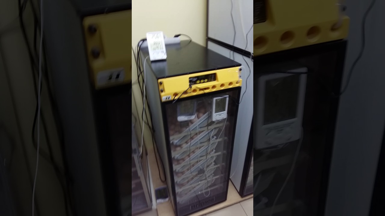 инкубаторы brinsea580,тгб,ремил