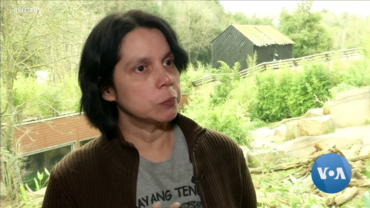 How the Smallest Bears 'Talk' to Each Other