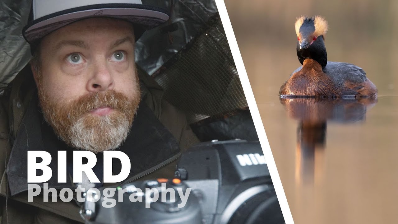 Floating blind photography // BIRD PHOTOGRAPHY - Horned grebe