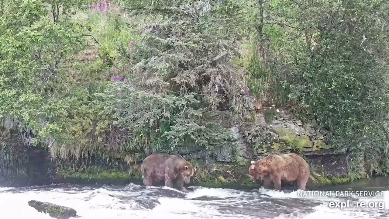 Katmai NP: 856 pranks 602 (with a bonus dominance cha-cha), 07.30.25 falls cam on Explore.org