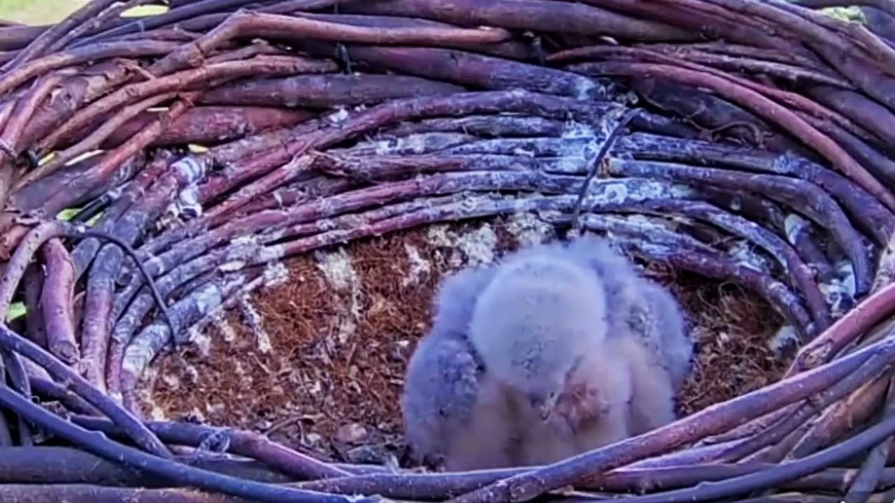 #falcon Cam4#67 Review baby birds in the nest - Dad and mother brings food to feed their chicks