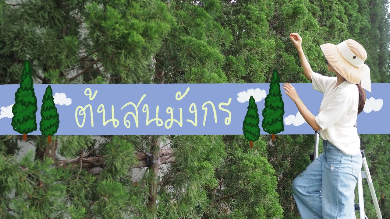 EP.37 ต้นสนมังกร สูง 4-5 เมตร 50 ต้นทำรั้วดีไหม? ทุกเรื่องที่ควรรู้ ใครอยากปลูกต้องดู!