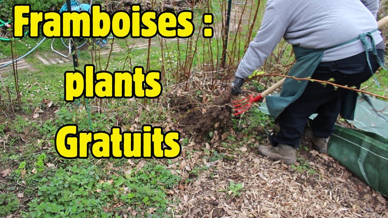 Comment récolter des framboisiers gratuitement?