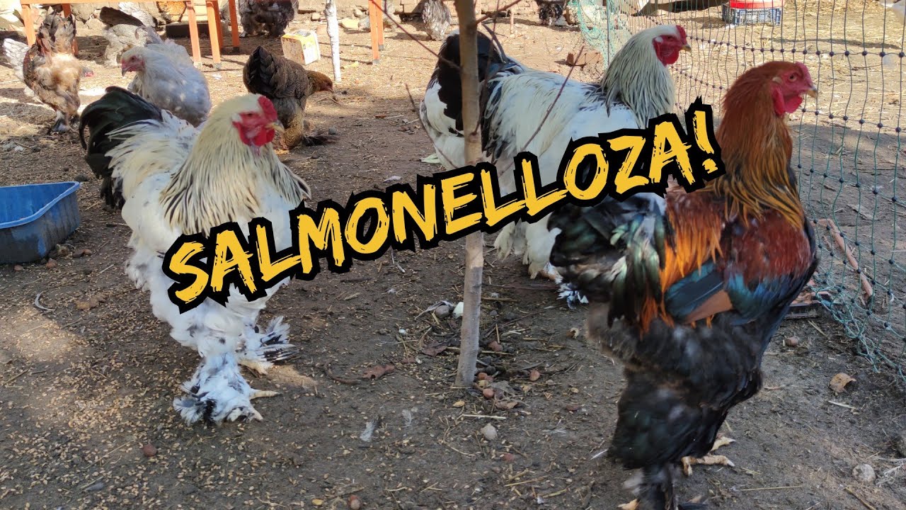 Hodowla Kur - Choroby DROBIU 🚑| Salomenlloza - Bakteria Salmonella 💉!